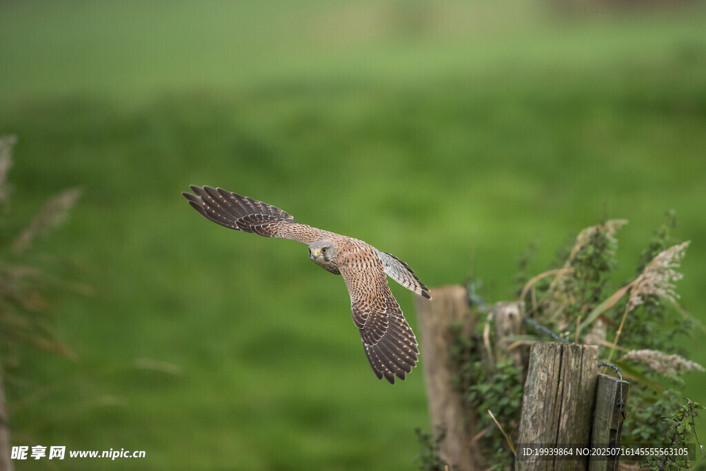 飞翔的鸟于绿意背景中