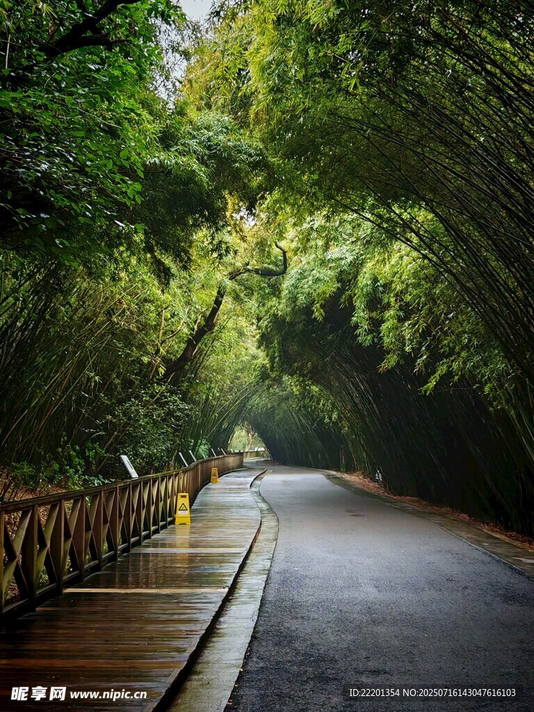 竹林间的静谧道路