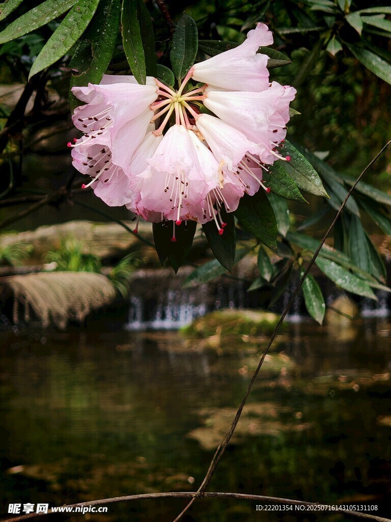 太白杜鹃  粉色 杜鹃花