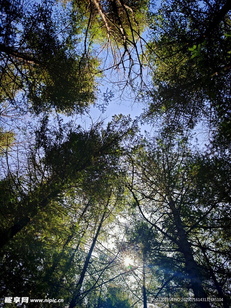 仰望林间阳光洒落景象