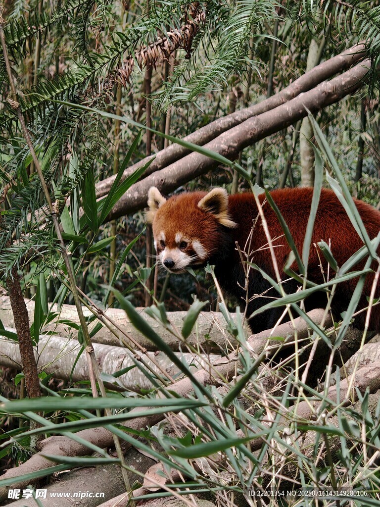 小熊猫