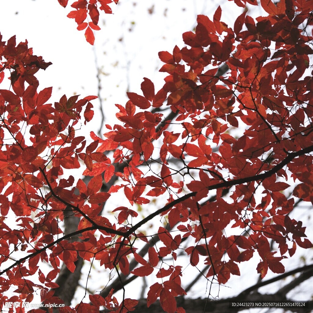 红叶树叶