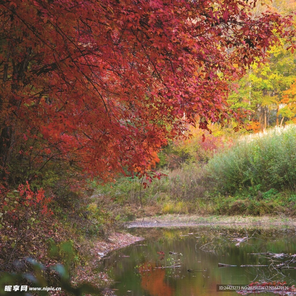 秋日溪边红叶美景