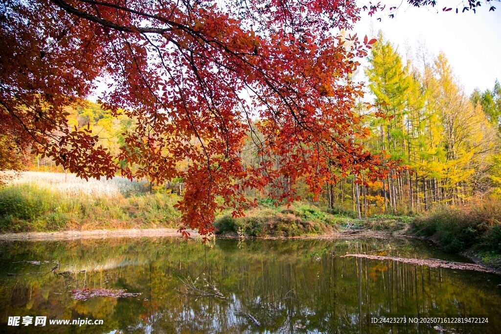 秋日湖畔红叶美景