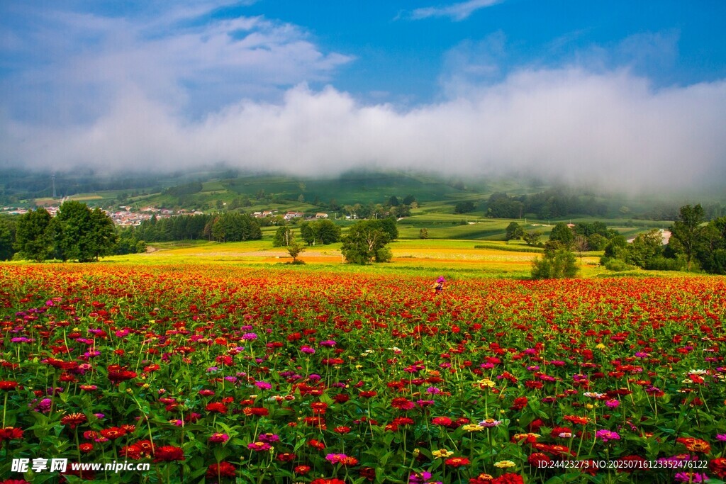 花海美景田园风光如画