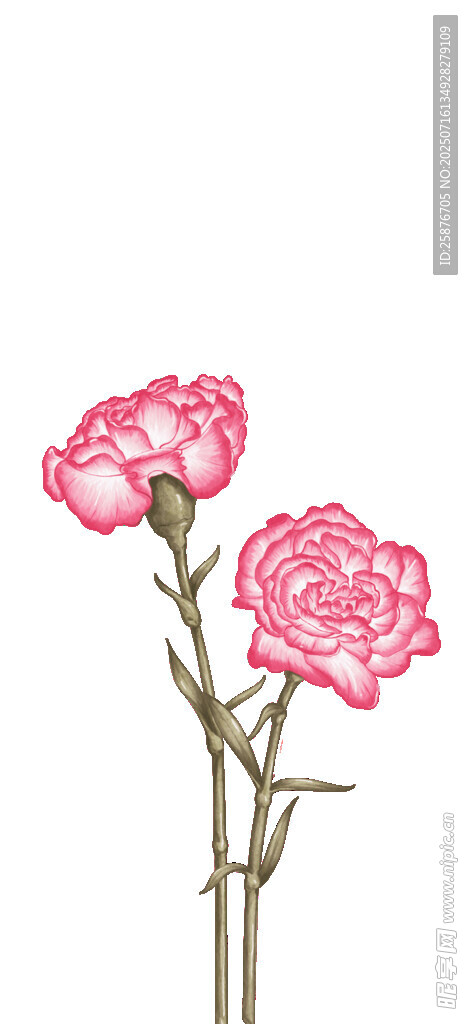 三朵粉色康乃馨
