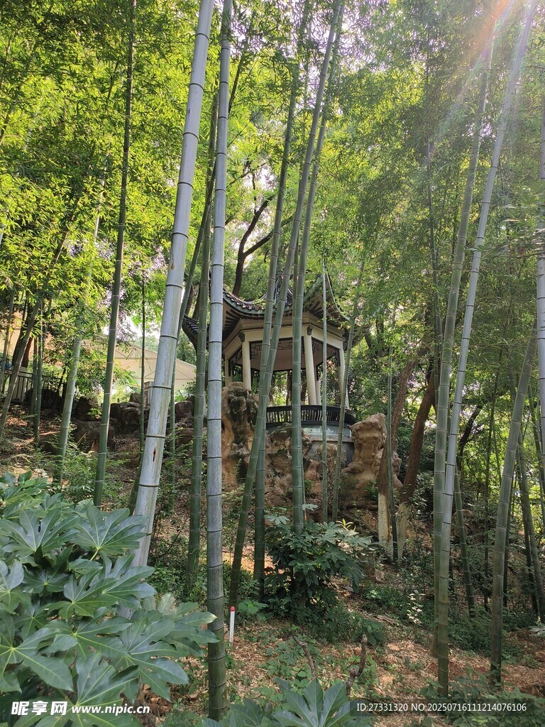 森林中的梦幻树屋