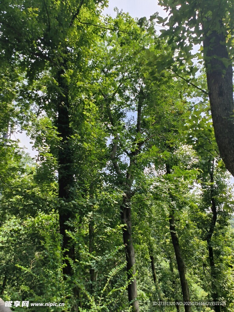 茂密森林绿意盎然