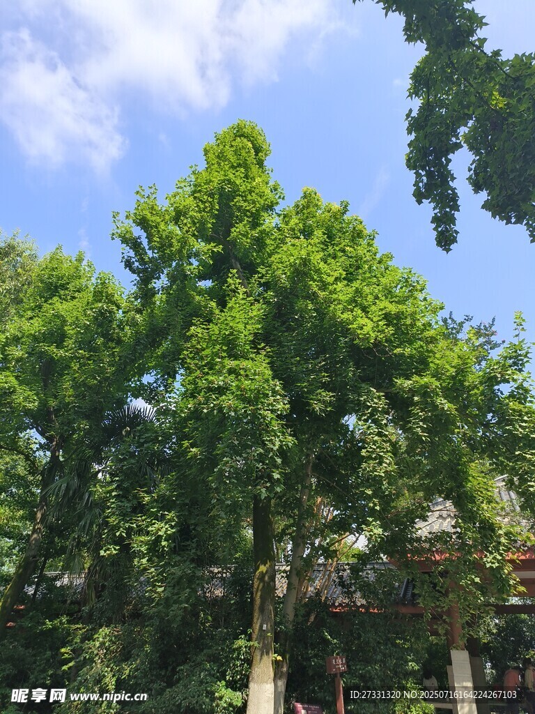 夏日葱郁绿树与蓝天