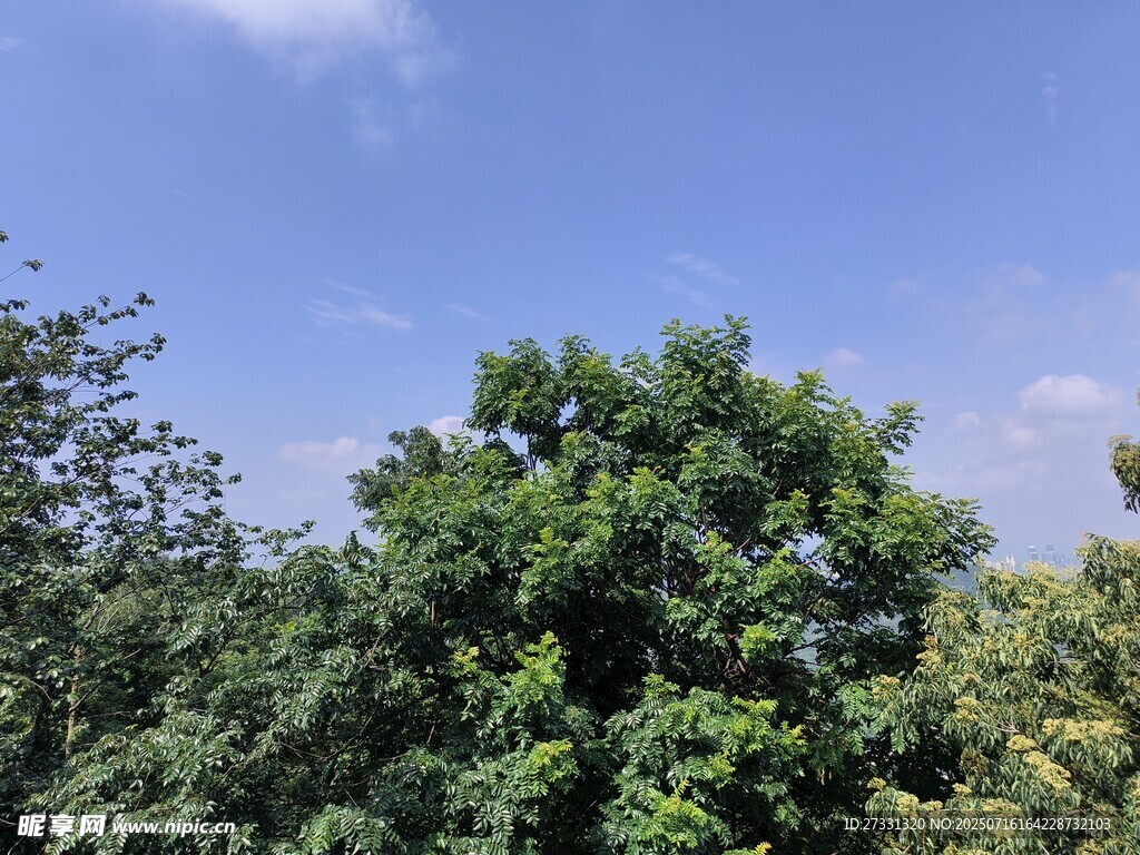 蓝天绿树自然风景图