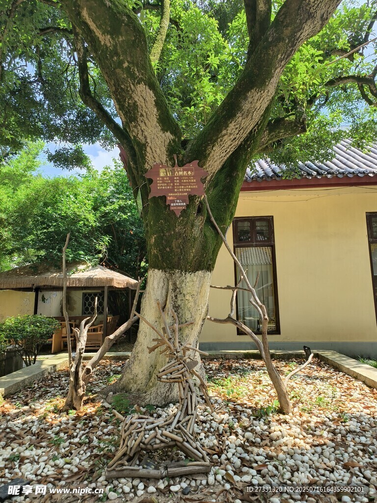 庭院大树与古朴小屋