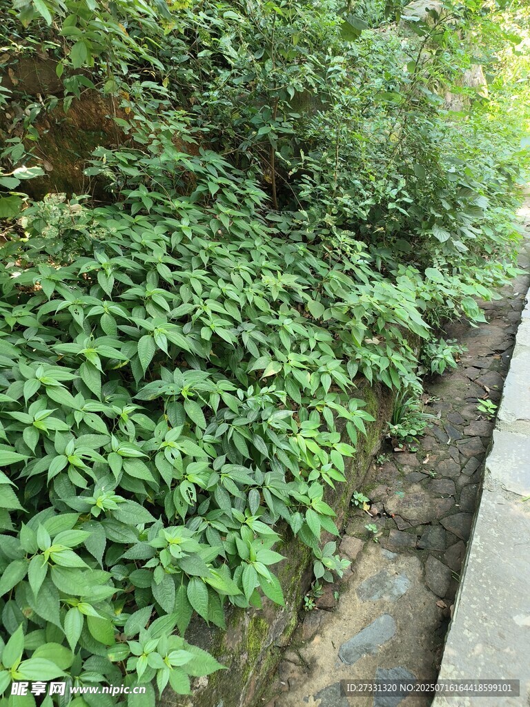路边繁茂绿植景观