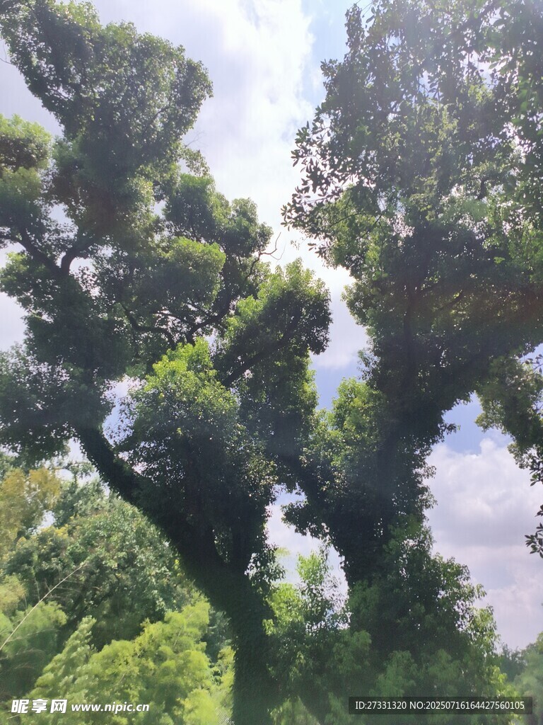 繁茂大树尽显自然生机