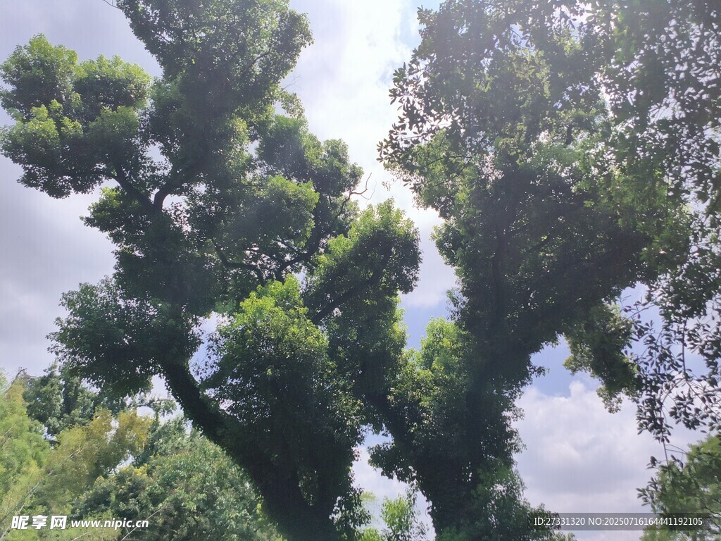 高大葱郁的树木景观