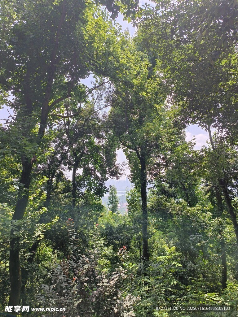 茂密森林绿意盎然
