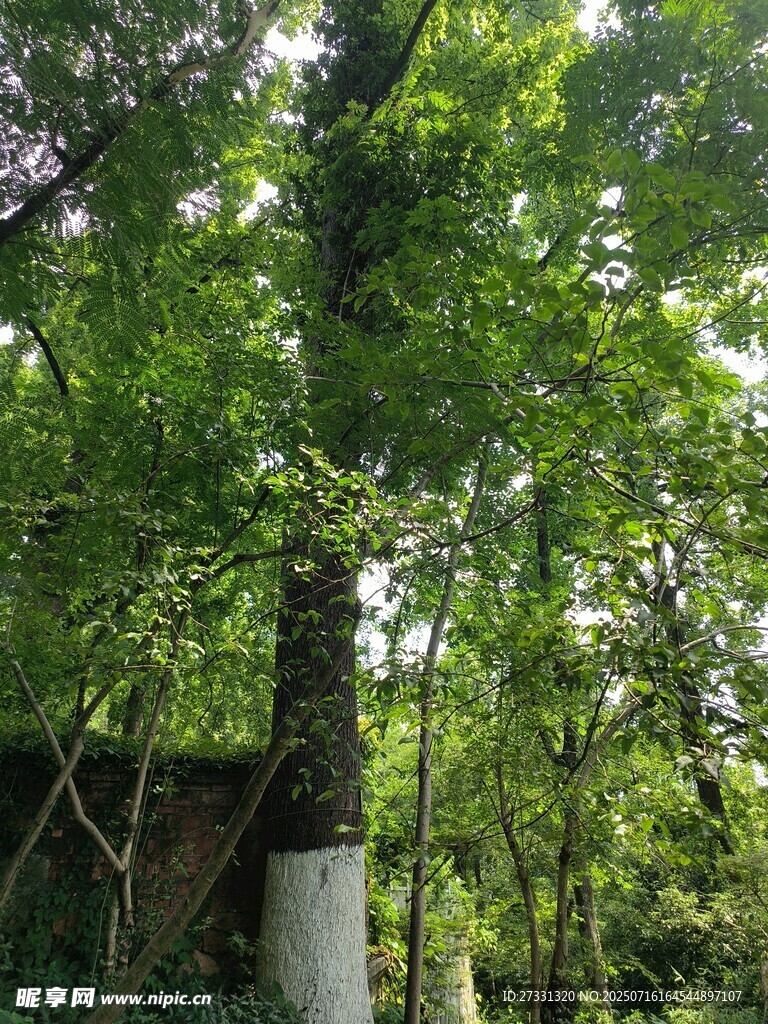 林间小屋隐于葱郁绿树间