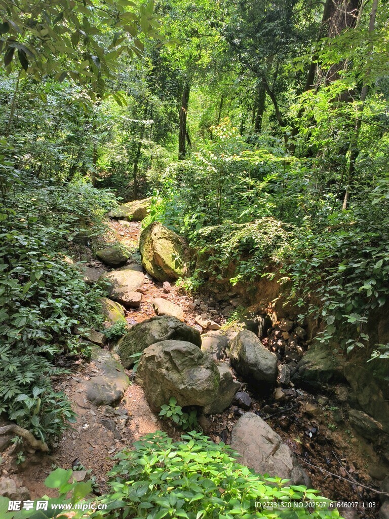 山林间的潺潺溪流