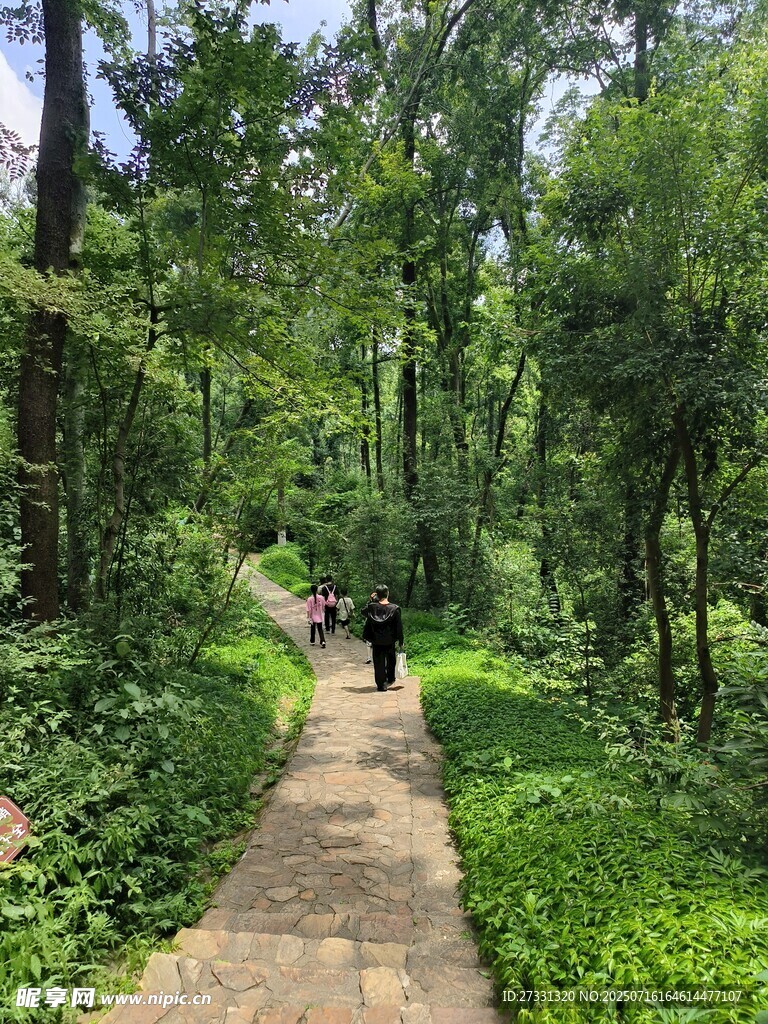 林间小径上的漫步身影