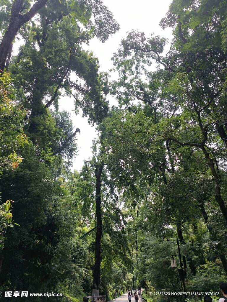 茂密森林绿意盎然