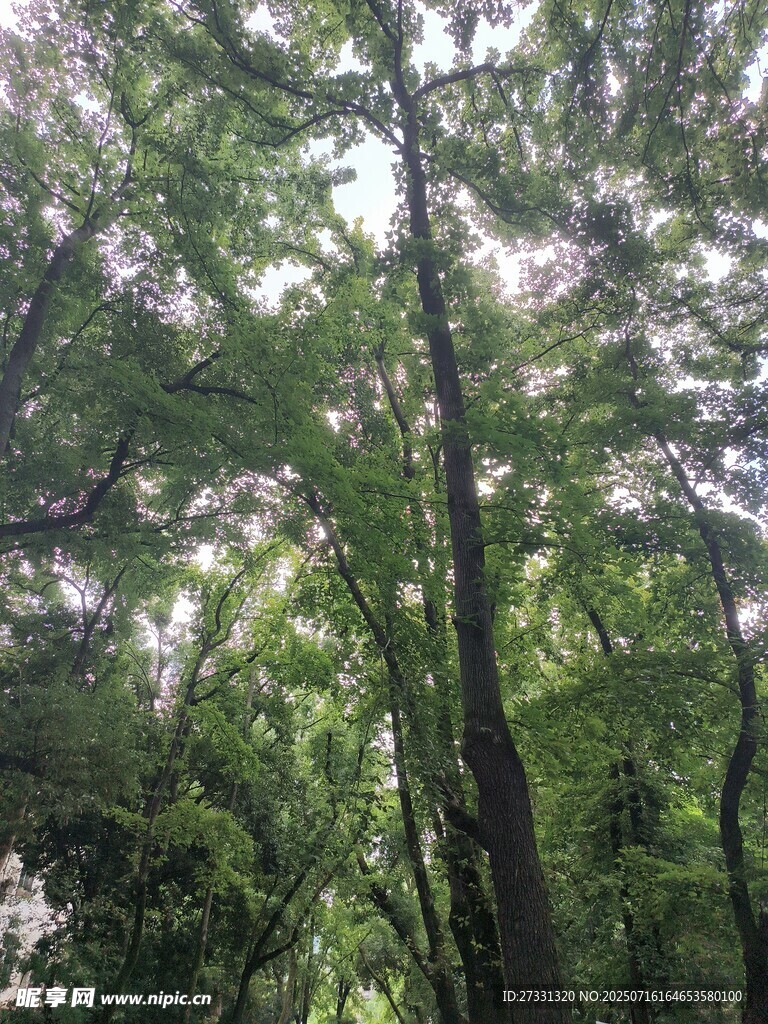 阳光洒落的茂密林间