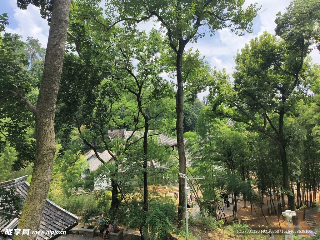 林间绿意盎然的自然景致
