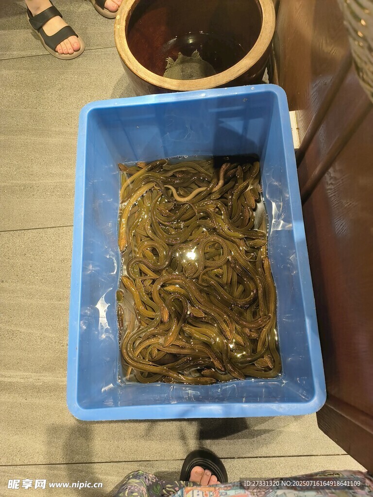 黄鳝