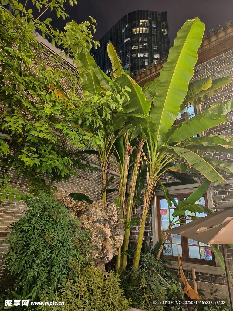 城市中的绿植角落