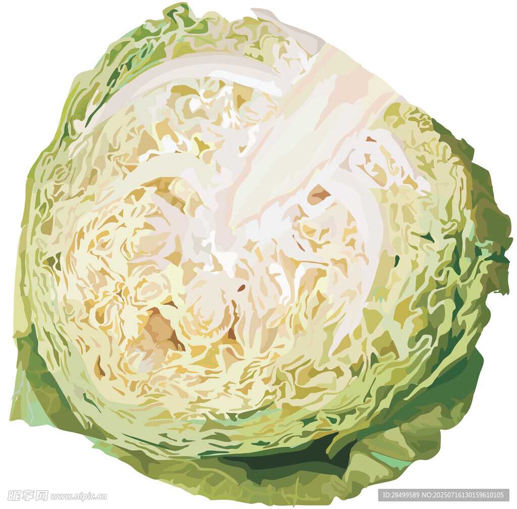 大头菜