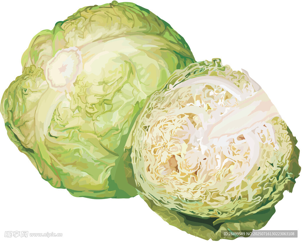 大头菜