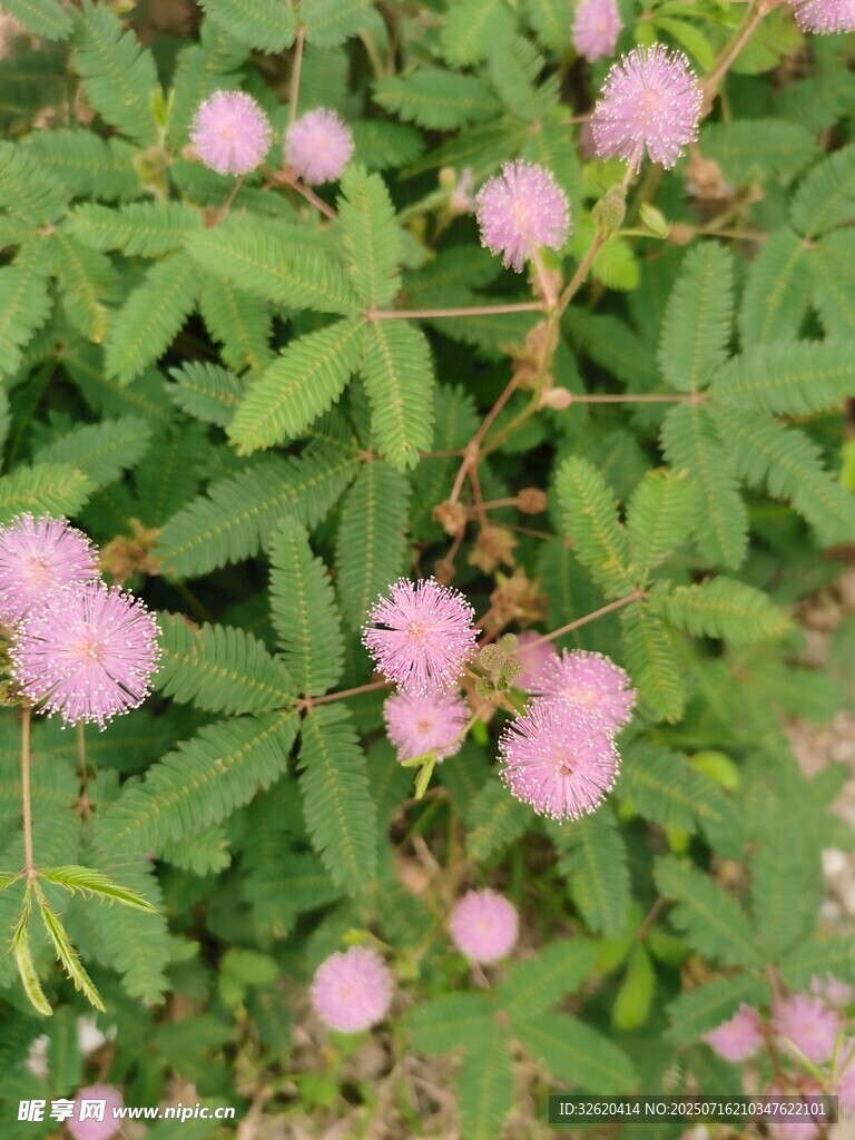 含羞草