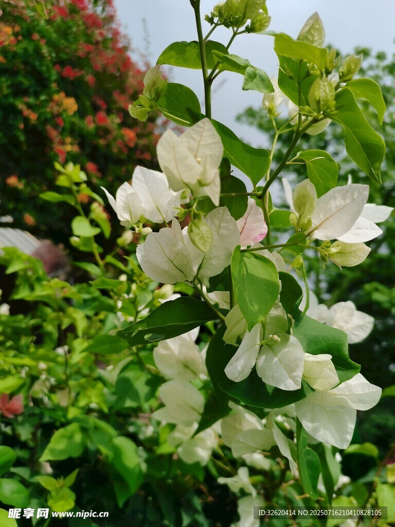 三角梅