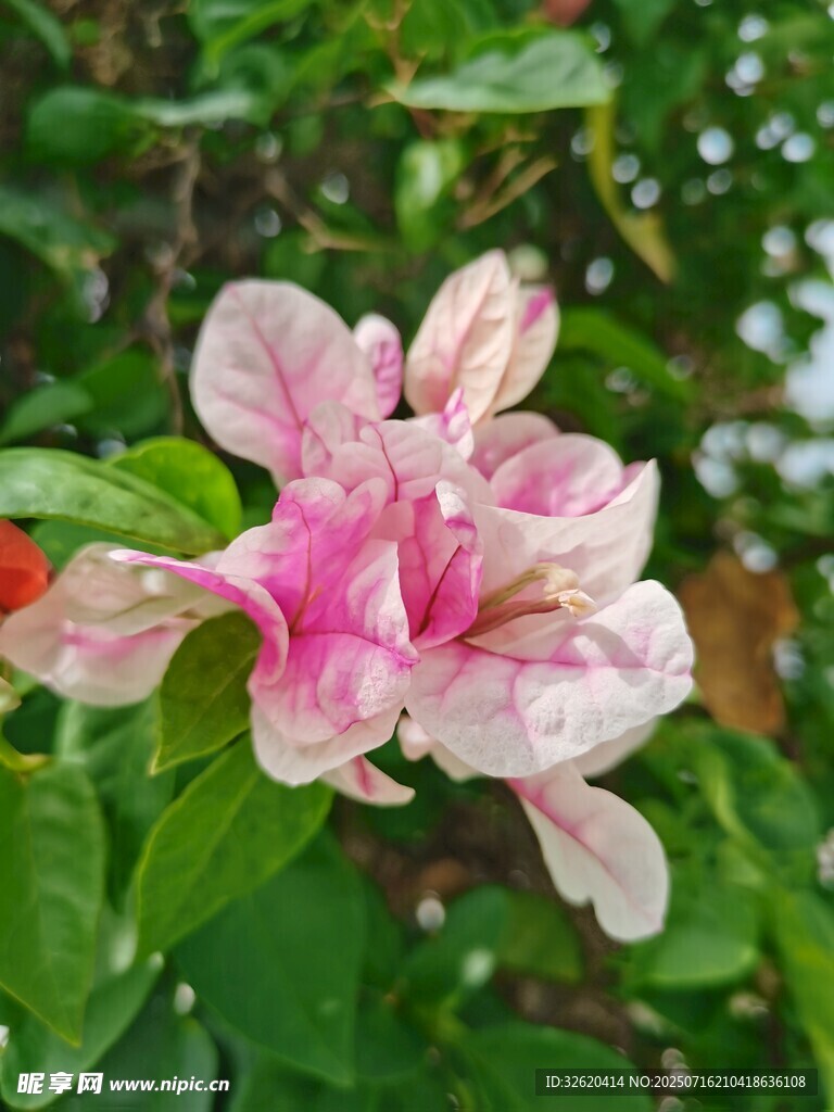 娇艳双色花绽放绿叶间