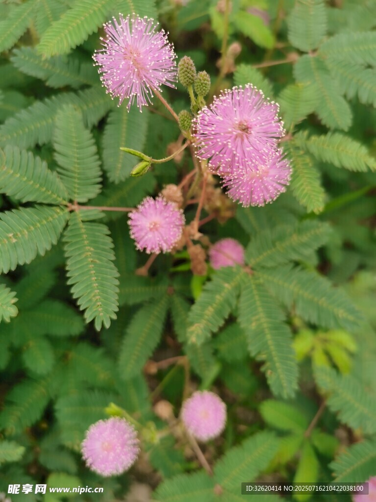 含羞草