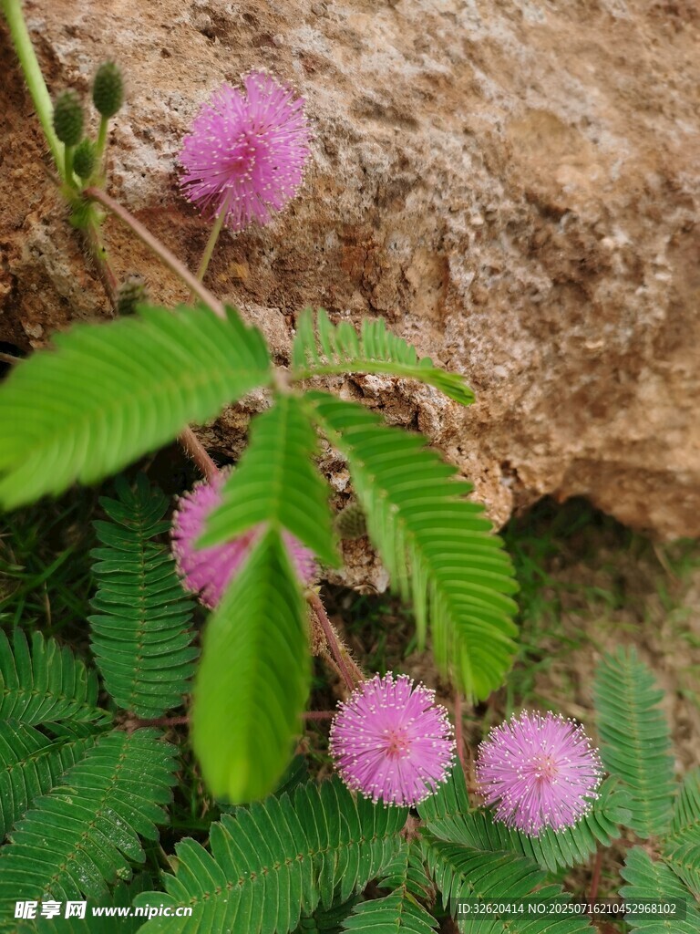 含羞草