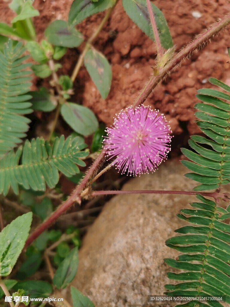 含羞草