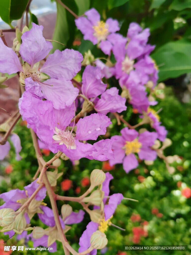 紫薇花