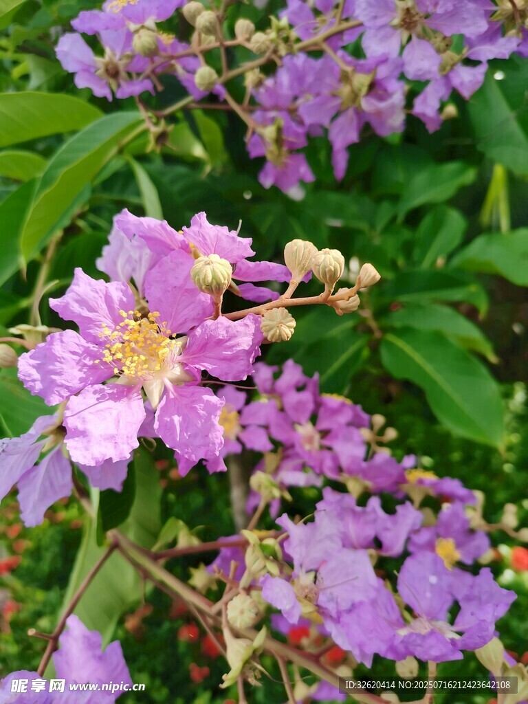 紫薇花