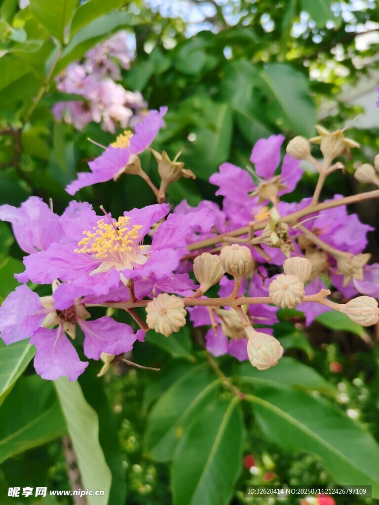 紫薇花