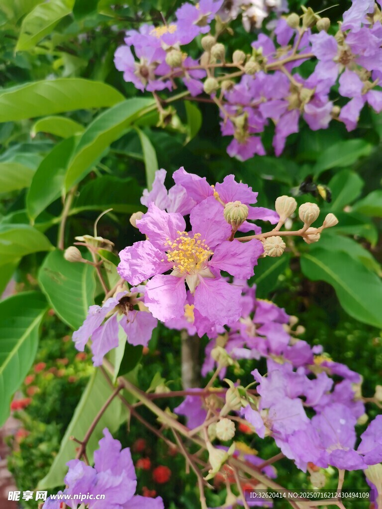 紫薇花