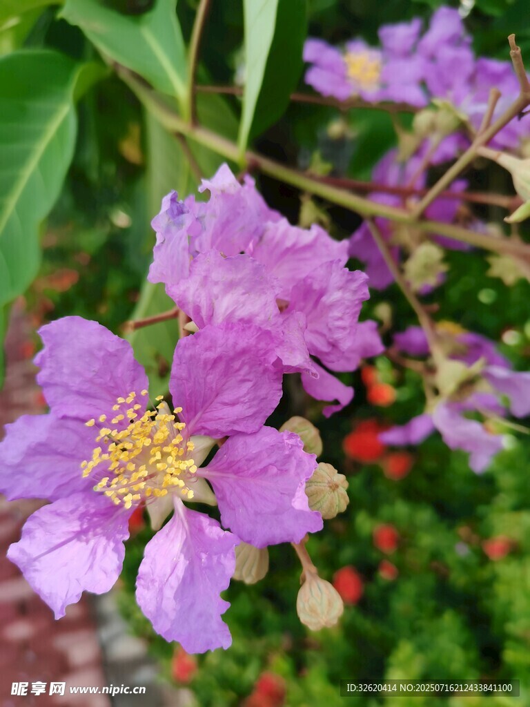 紫薇花