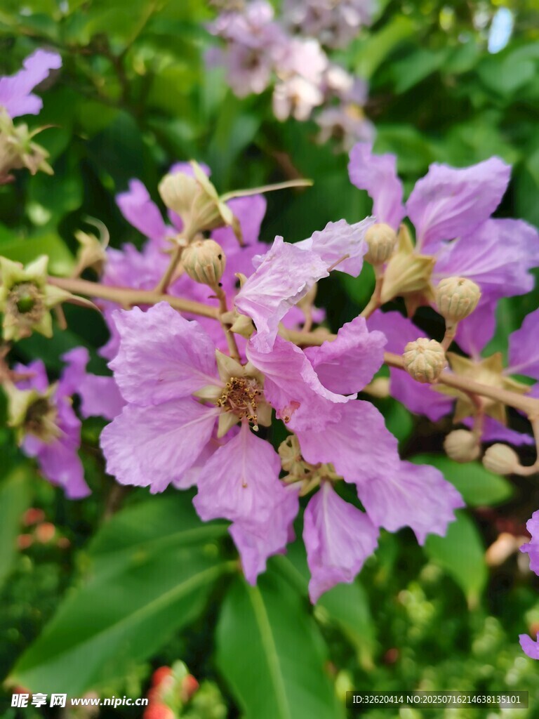 紫薇花
