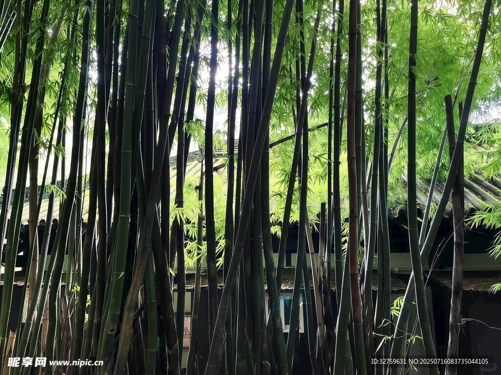 竹林中的古朴建筑