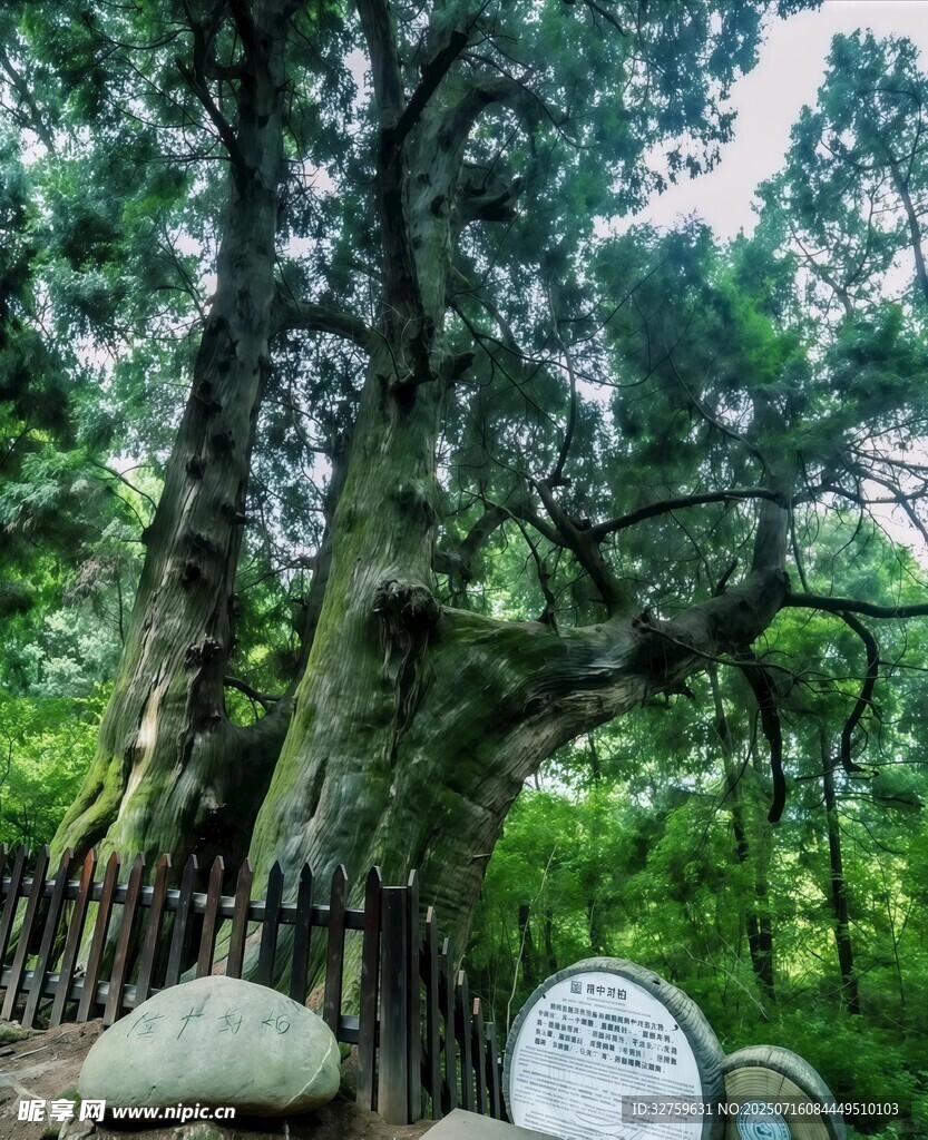 古老参天大树 