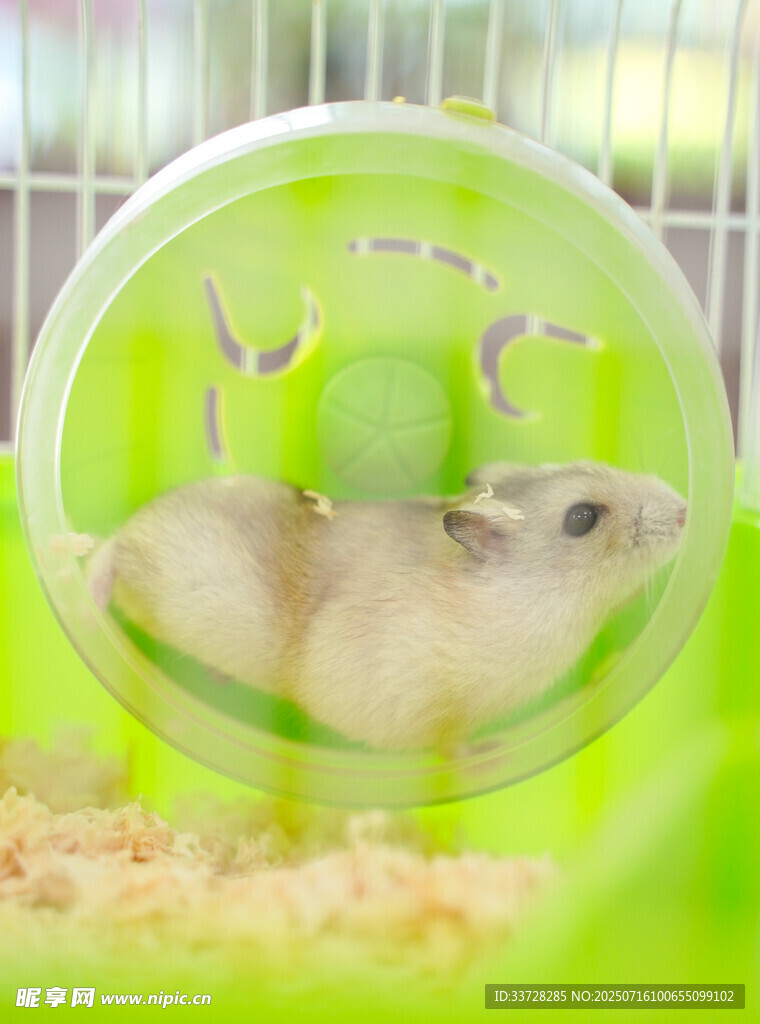 仓鼠