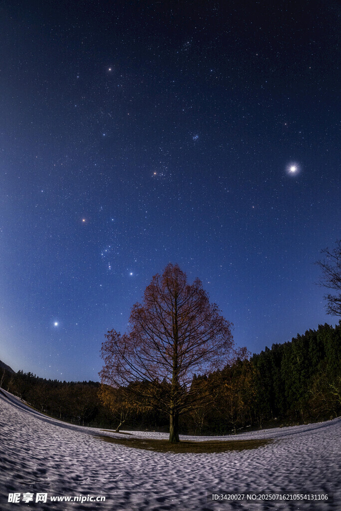 雪夜孤树