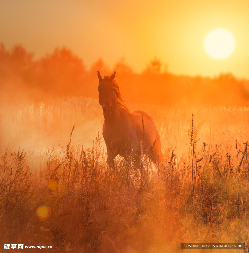 夕阳下骏马驰骋于草地