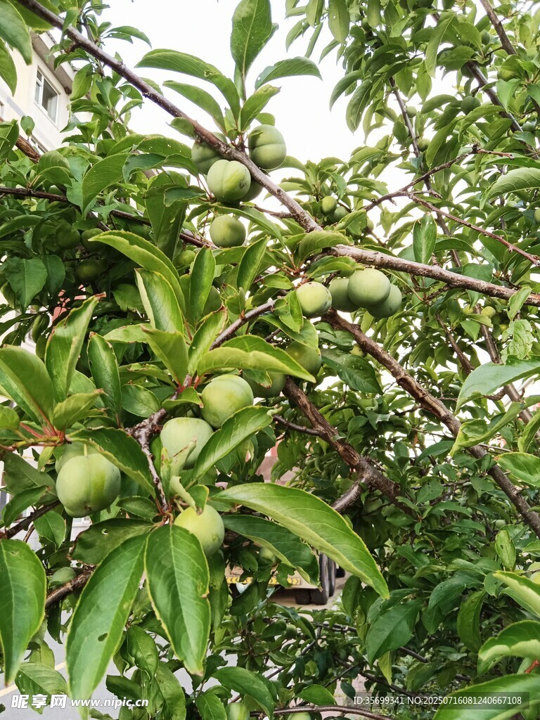 枝头青果 绿叶相伴