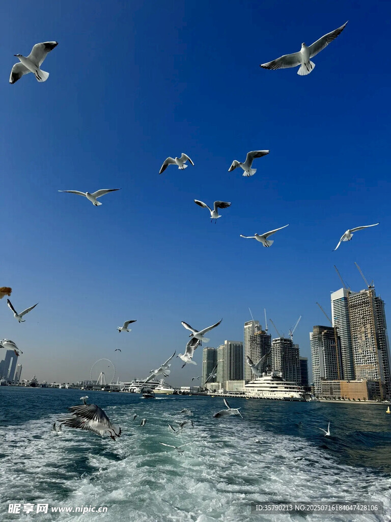 海上飞鸟伴城市天际线