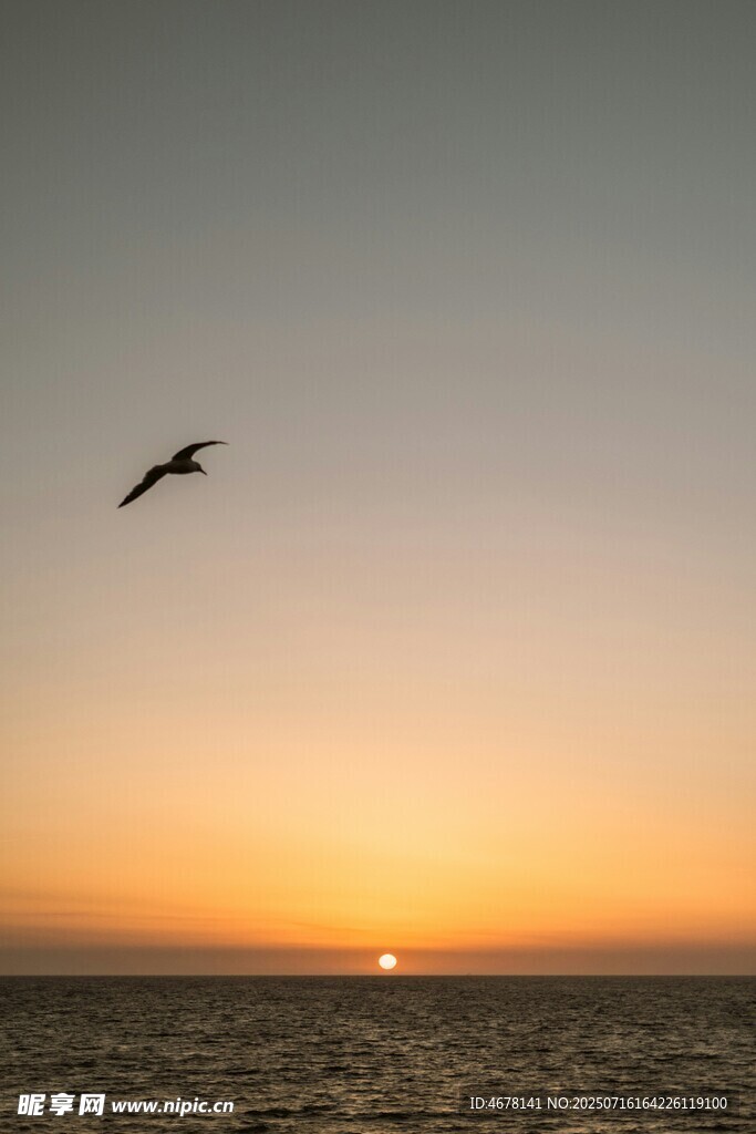 夕阳下飞鸟翱翔于海面