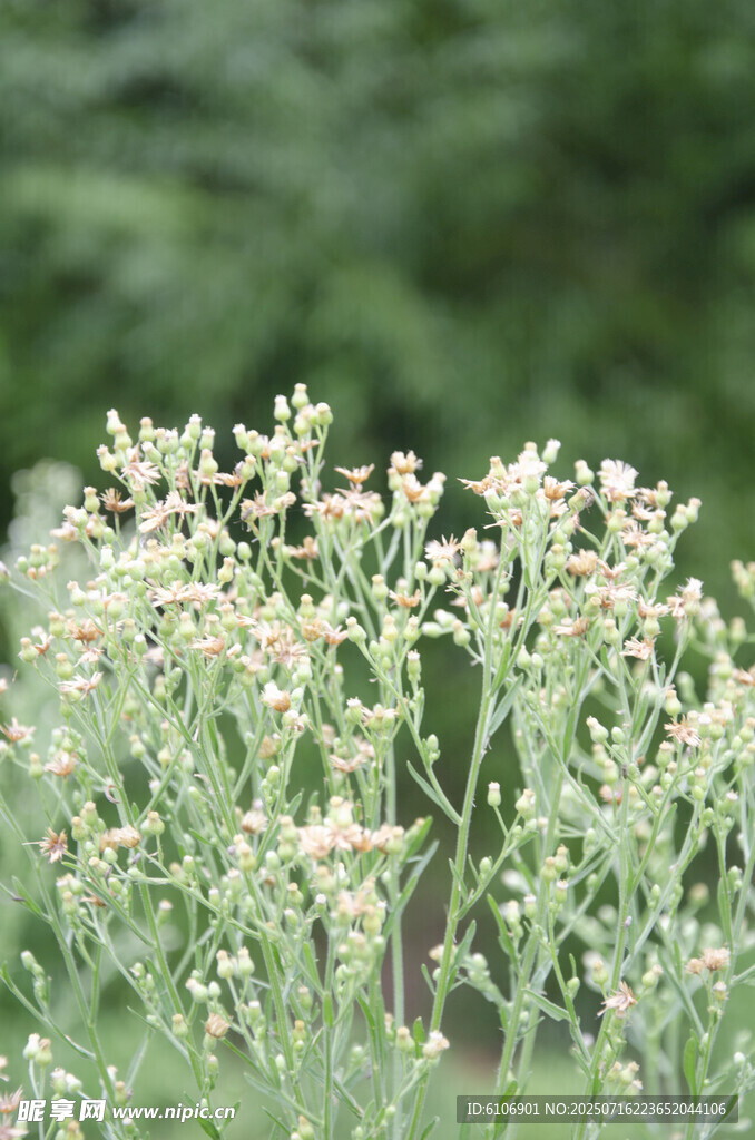 尾巴花